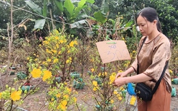 Giá mai vàng giảm mạnh vẫn vắng người mua, nông dân xã Bình Lợi thấp thỏm chờ khách
