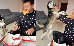 Chú chó nổi cáu vì bị ông chủ trêu chọc