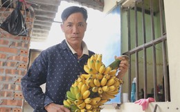 ‘Chuối tiến vua’ hút hàng, mới ra hoa đã có khách đặt mua