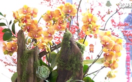 Dạo 'chợ' lan hồ điệp Hà Nội cận Tết: Nhiều mẫu ghép gỗ lũa, khách mua online tăng