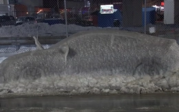 Honda Civic bị đóng băng bỗng trở thành 'danh thắng', chủ xe được tặng xe mới