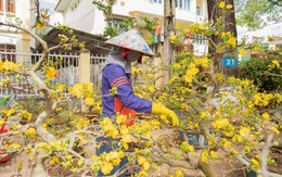Mai vàng vượt lũ, lan rừng hút khách ở chợ hoa Buôn Ma Thuột