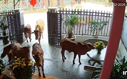 Gia chủ được đàn bò lạ vào nhà 'chúc Tết sớm'