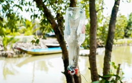 Bí quyết câu cá không cần lưỡi ở Cà Mau