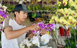 Lan hồ điệp giảm giá ngày giáp Tết, nhiều vườn ở Rạch Giá bán chạy