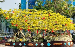 Dạo chợ Tết, du khách đã mắt ngắm mai vàng nghệ thuật với dáng thế độc lạ