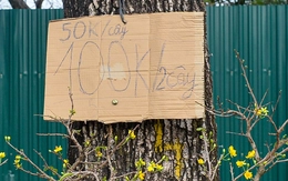 Hà Nội: đào, quất Tết nhiều nơi xả hàng, mai vàng còn 100.000 đồng 2 chậu