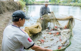 Nuôi cá lăng đuôi đỏ ven sông Sêrêpốk thắng đậm dịp Tết