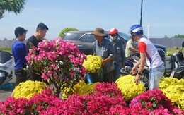 Hoa mai vàng, hoa giấy, quất và dưa hấu chưng Tết ở An Giang giảm giá sốc 50%