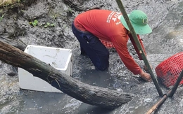 Tát mương ăn Tết với những món cây nhà lá vườn