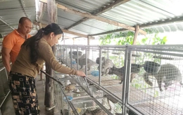 Người dân Cà Mau làm giàu nhờ nuôi chồn hương sinh sản