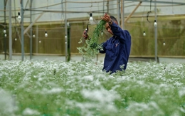 Hoa Đà Lạt: từ 35 lưu dân Hà thành đến vựa hoa châu Á