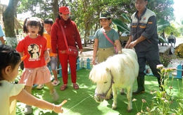 Đến Trại rắn Đồng Tâm ngắm ngựa lùn Pony