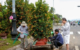 Vượt thiên tai, quất Tết Đà Nẵng vẫn đa dạng, dáng đẹp, quả đều