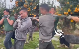 Nhóm thợ đứng hình vì chậu quất vỡ tan tành