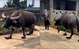 Chú trâu có bộ móng siêu ngầu