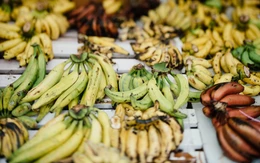 Loại trái cây phổ biến nhất thế giới đối mặt nguy cơ biến mất