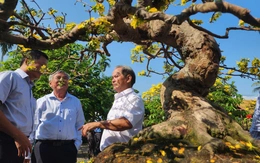 'Ngày Bonsai - Mai vàng Nghĩa Hành 2026' đón nghệ nhân, du khách thưởng lãm dịp đầu năm