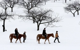 Cưỡi ngựa giữa trời tuyết Hokkaido