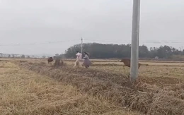 Hai cô gái ra đồng 'sống ảo' bị bò rượt chạy trối chết