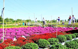 Bí quyết giúp nhà vườn thắng vụ hoa Tết