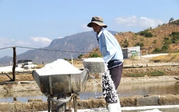Diêm dân Ninh Thuận cũ vui khi muối được mùa được giá