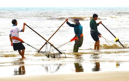 Người dân đua nhau cào ốc tép kiếm tiền triệu mỗi ngày dịp đầu năm