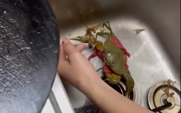 Cô gái hét vang trời khi bị cua kẹp