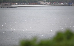Cò về kín bãi bồi sông Hàn, vẽ nên bức tranh yên bình giữa lòng Đà Nẵng