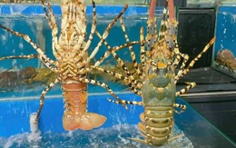 5 yếu tố giúp tôm hùm Việt Nam vượt qua Canada, Mỹ để chiếm lĩnh thị trường Trung Quốc