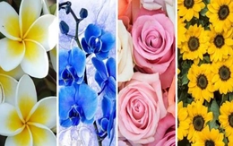 Quiz: Loài hoa yêu thích tiết lộ nhiều điều về tính cách của bạn