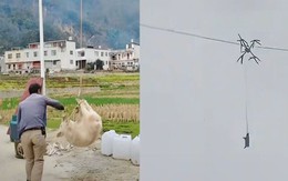 'Chở' heo bằng drone khiến cả thôn mất điện