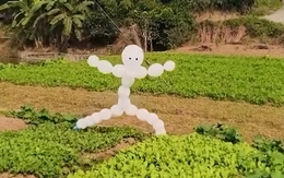 Bù nhìn vườn rau của mẹ, khéo rau sợ cũng không lớn nổi