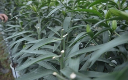 Hàng nghìn gốc hoa ly, hoa hồng của người dân trồng bán Tết bị kẻ gian chặt phá