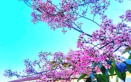 Chậm lại thôi, chậm lại để yêu, chậm lại để nghe hoa mai anh đào đang nở