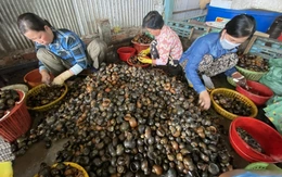 Con ốc bươu vàng, từ ruộng đến bàn ăn