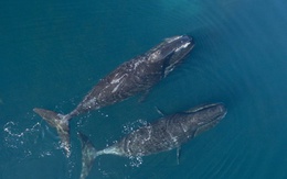 Bí mật về khả năng chống ung thư của cá voi đầu cong