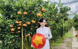 Quýt hồng Lai Vung được khách du lịch chốt đơn sớm hàng chục tấn trái