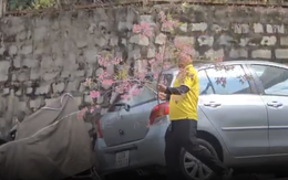 Người đàn ông vào nhà công vụ ở Đà Lạt chặt mai anh đào, chất lên ô tô rời đi