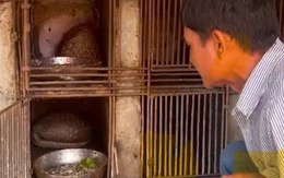 Phát hiện cặp vợ chồng nuôi nhốt 4 con tê tê quý hiếm