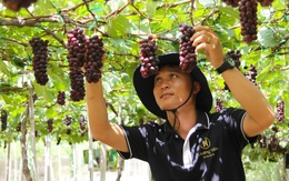 Nho Ninh Thuận 'rũ bùn' đón Tết sau lũ dữ