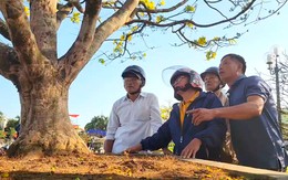 Cây mai vàng hơn 60 năm tuổi gây ‘sốt’ ở chợ hoa xuân Quảng Ngãi