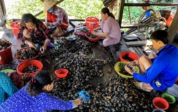 Ốc bươu vàng có nhiều ký sinh trùng, phải chế biến kỹ mới an toàn