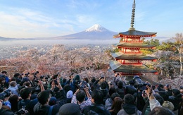 Lễ hội hoa anh đào núi Phú Sĩ bị hủy do quá tải du khách