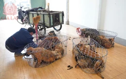 Phá đường dây trộm chó mỗi ngày bắt hơn 20 con tại Gia Lai