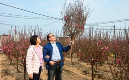 Cận Tết ở Hà Nội: Người dân tới Nhật Tân chọn đào, có loại giá hàng trăm triệu