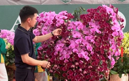 Lan hồ điệp ghép gỗ lũa giá vài chục triệu hút khách dịp Tết