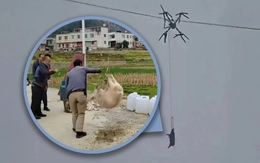 Dùng drone chở heo chuẩn bị Tết, cả làng mất điện nửa ngày trời