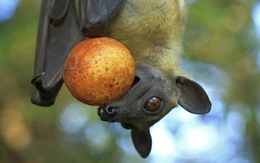 WHO xác nhận một ca tử vong do vi rút Nipah