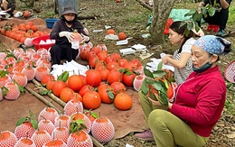 Nhiều loại 'sản vật tiến vua' được biến thành quà Tết sang trọng, hút khách